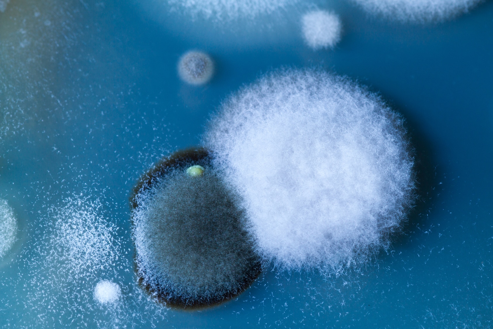 How Mold Can Impact Your Health